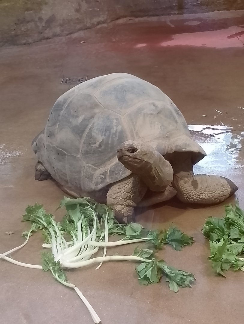 Aldabra giant tortoise