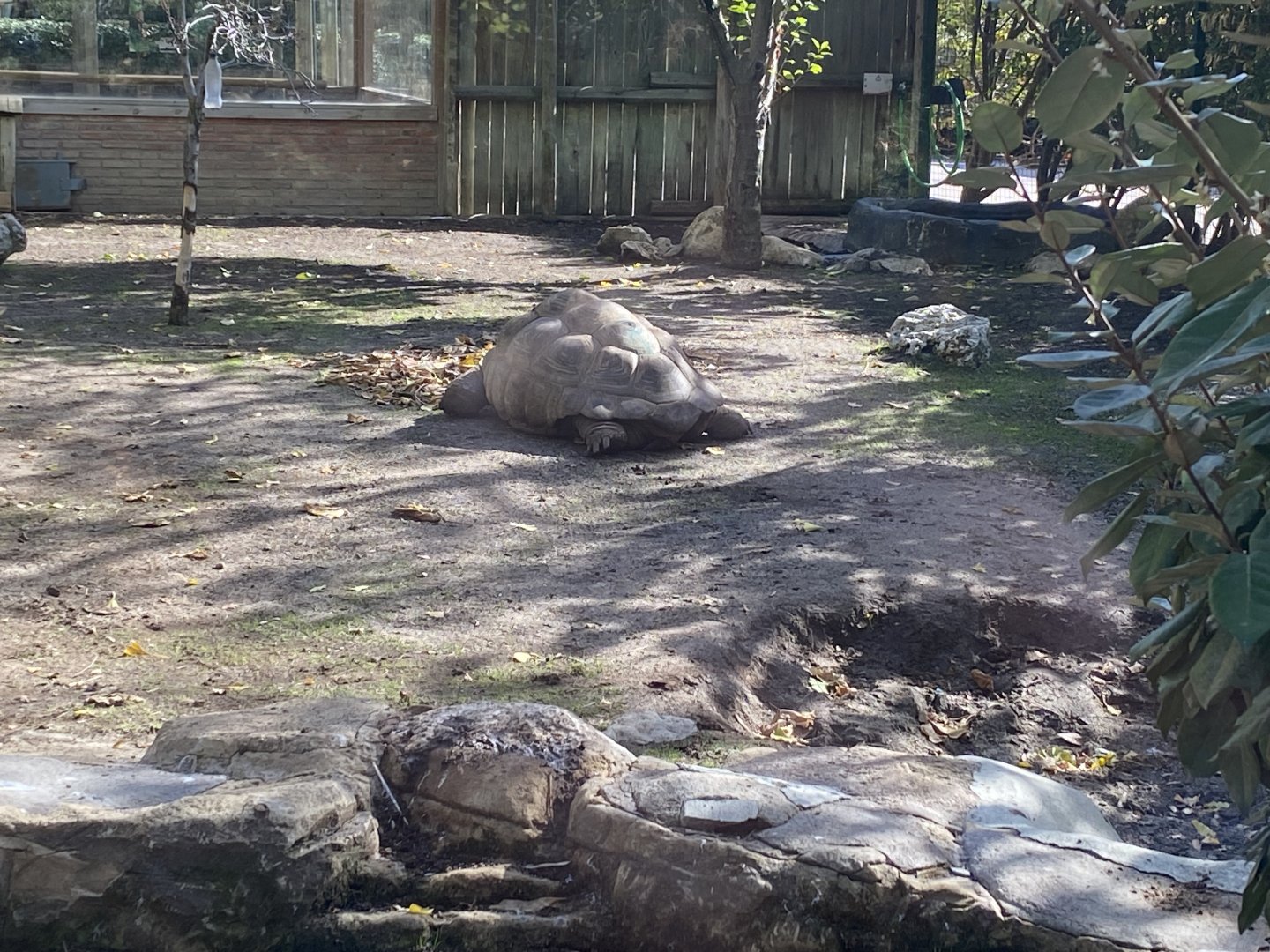 Aldabra giant tortoise