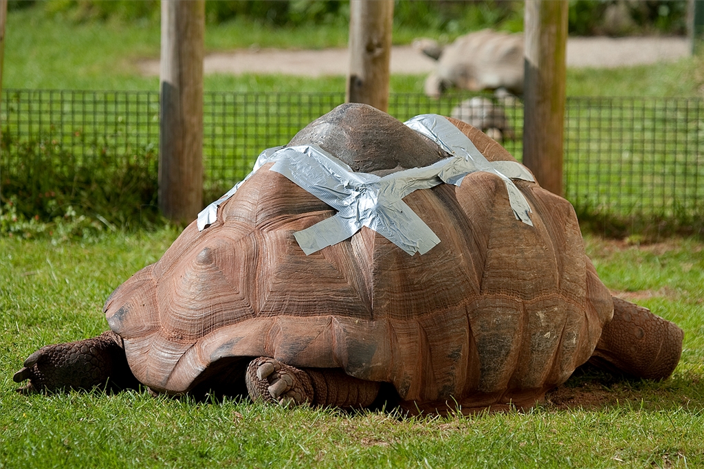 Aldabra Giant Tortoise