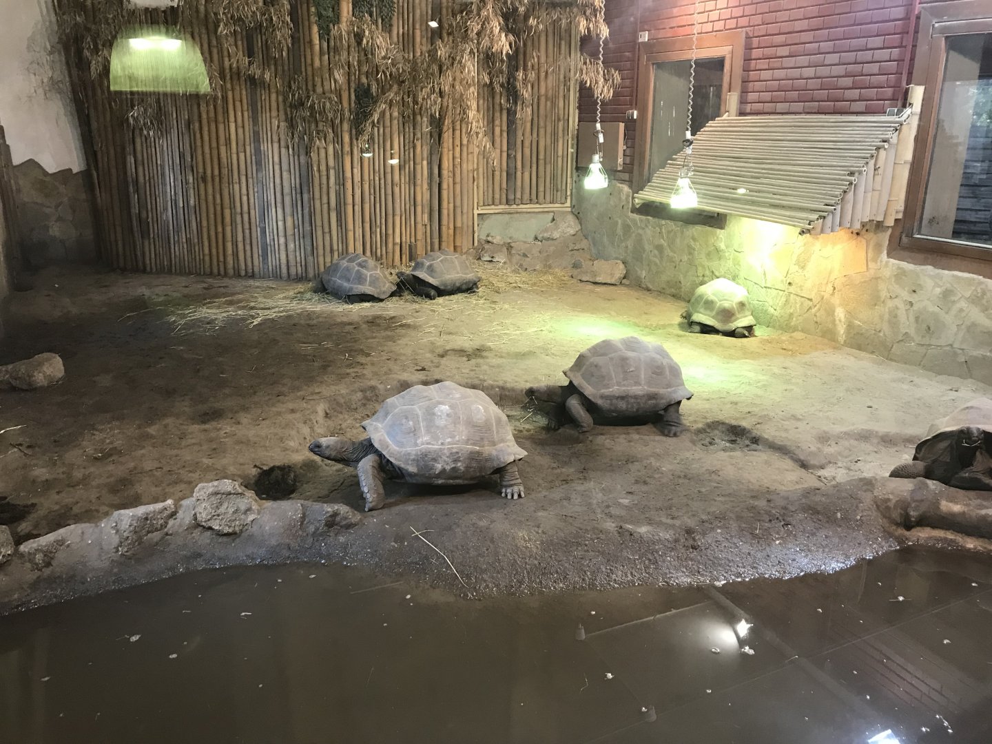 Aldabra giant tortoises 171018