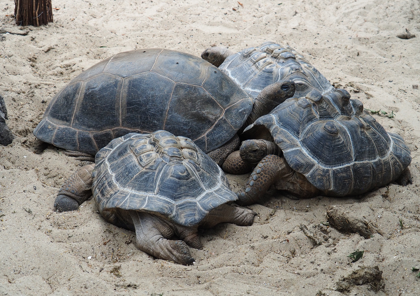 Aldabra giant tortoises (Aldabrachelys gigantea gigantea), 2019-10-05