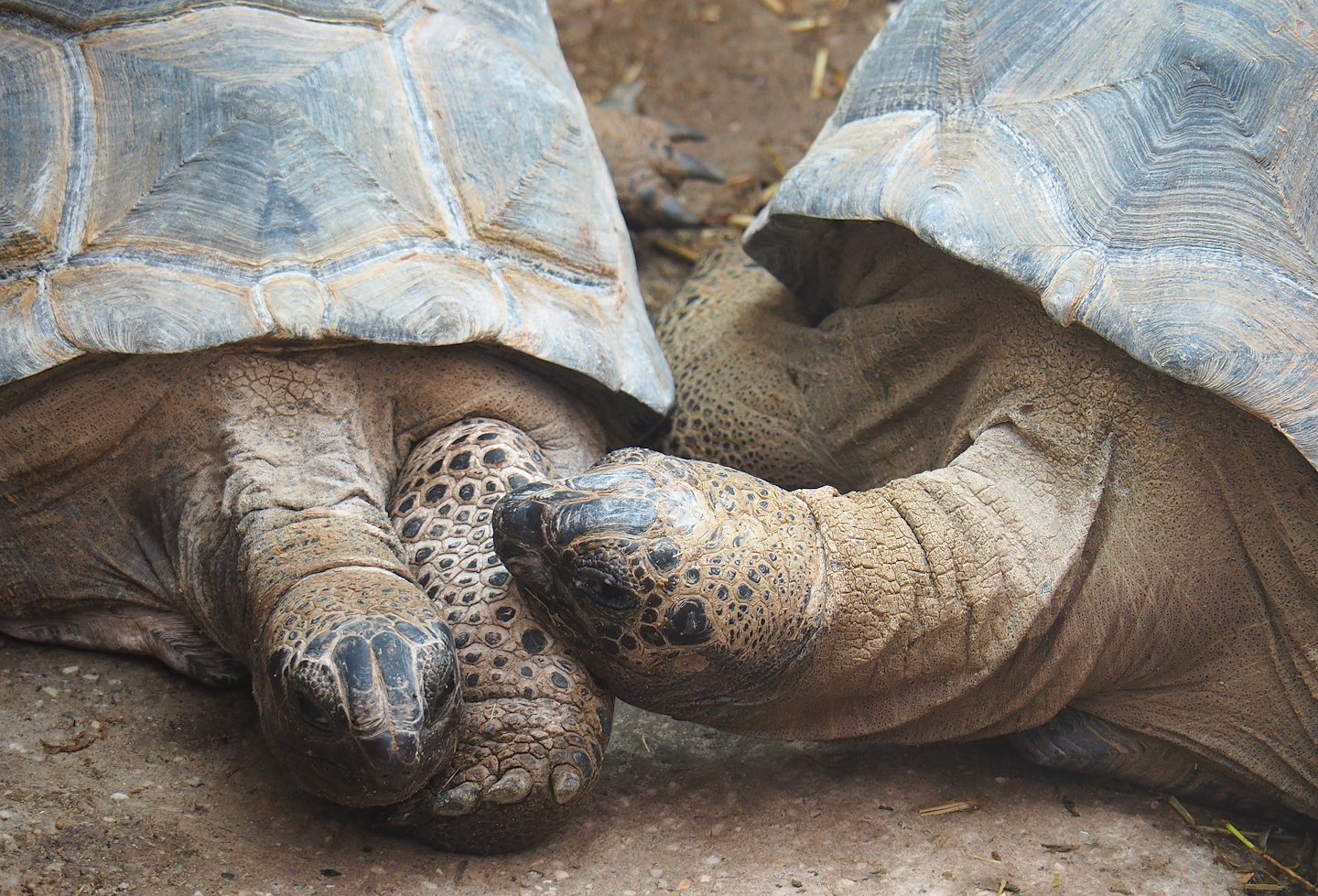 Aldabra giant tortoises (Aldabrachelys gigantea gigantea), 2023-08-17