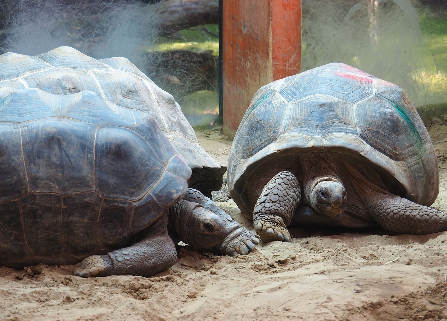 Aldabra giant tortoises (Aldabrachelys gigantea gigantea), 2023-09-24