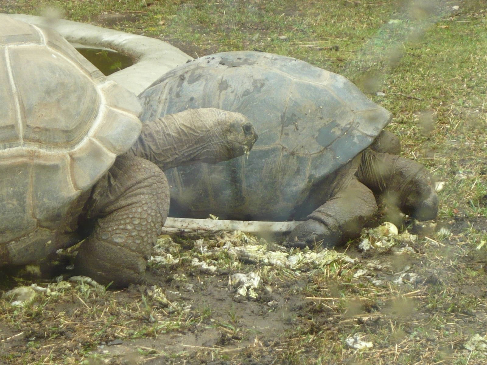 Aldabra giant tortoises (Aldabrachelys gigantea)