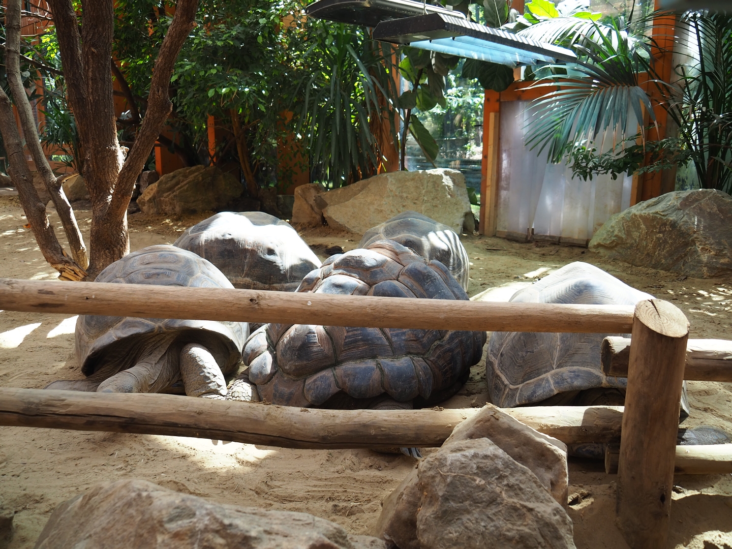 Aldabra giant tortoises (Aldabrachelys gigantea)