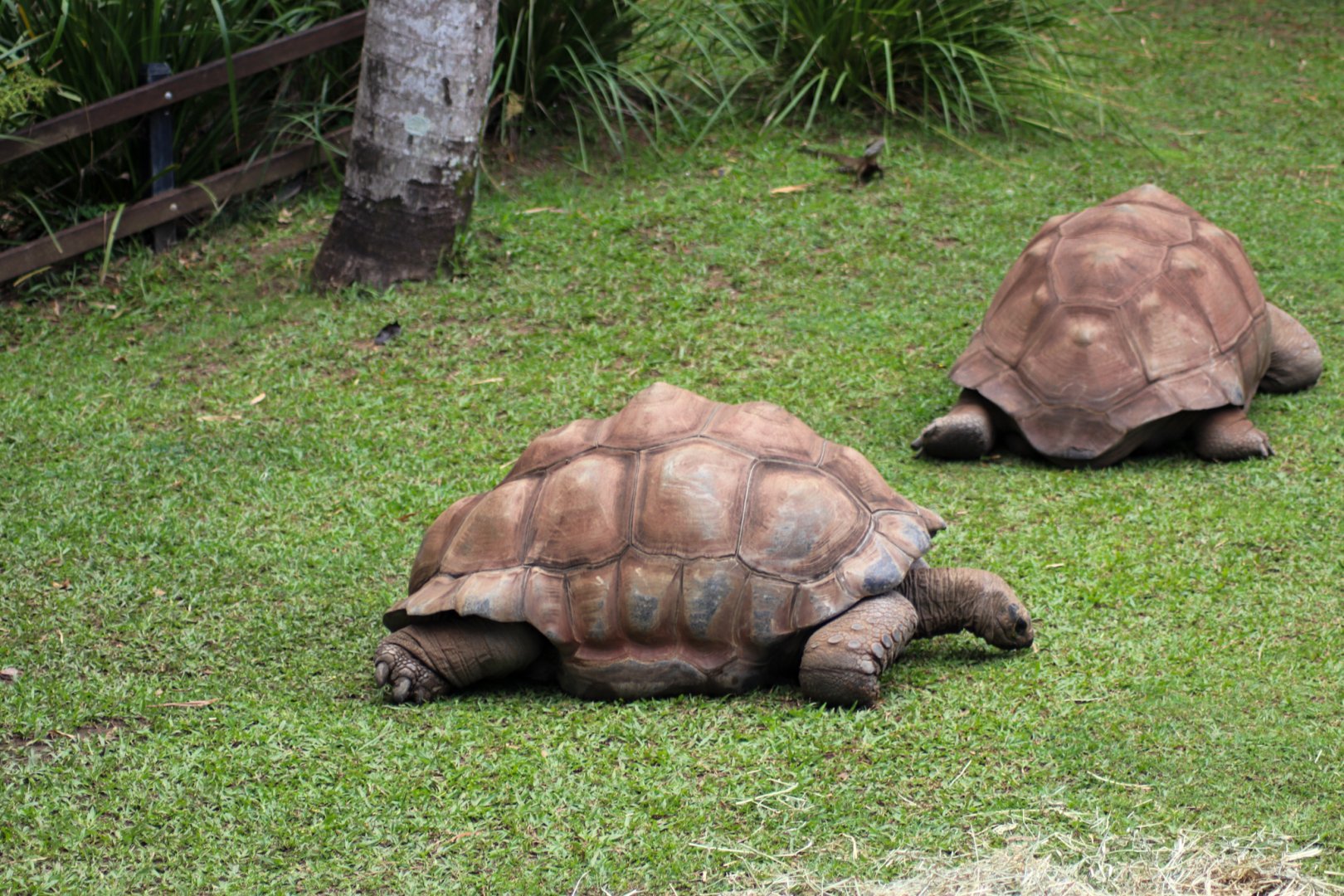 Aldabra Giant Tortoises (Aldabrachelys gigantea)