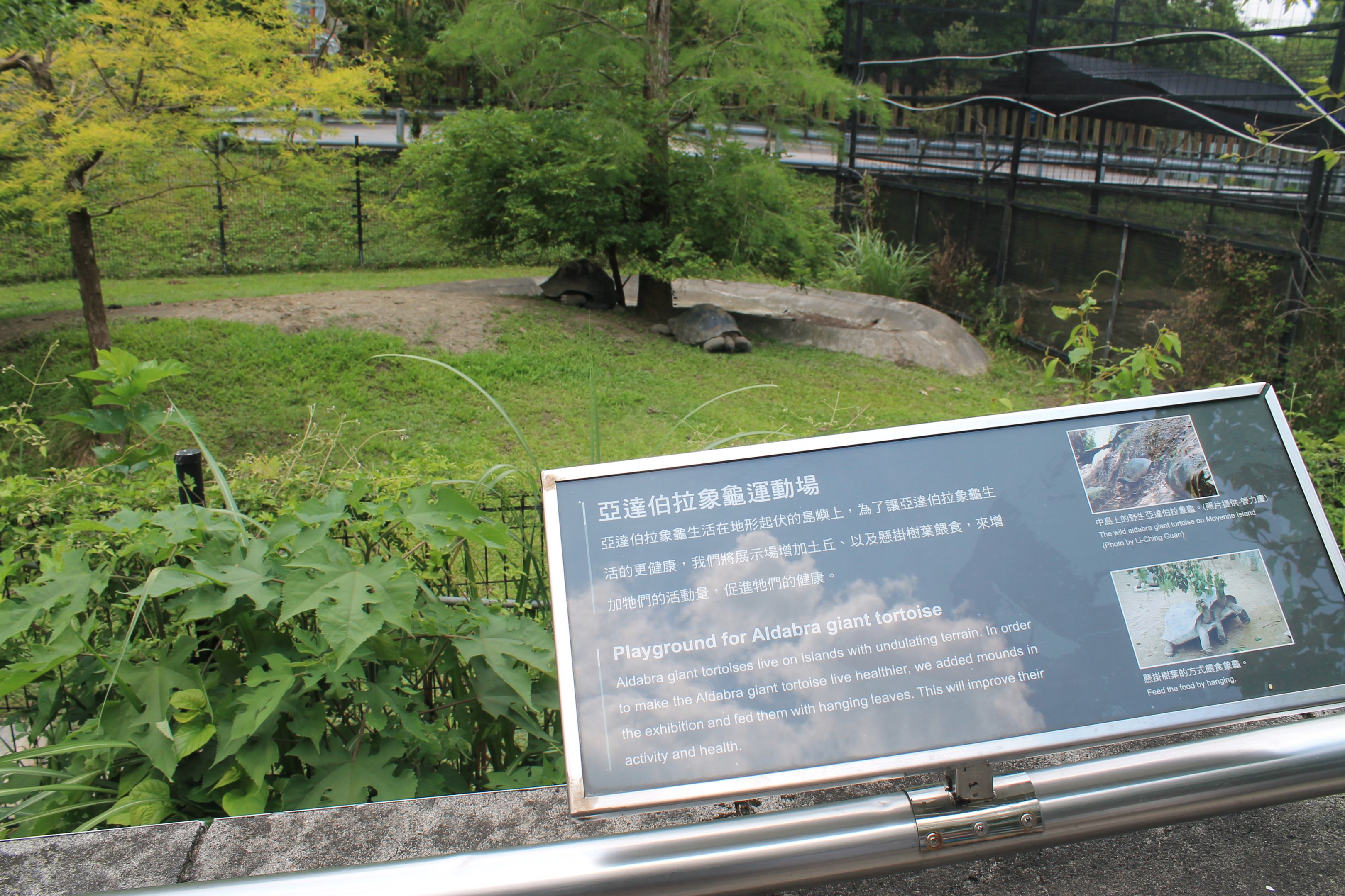 Aldabra Giant Tortoises (Aldabrachelys gigantea)