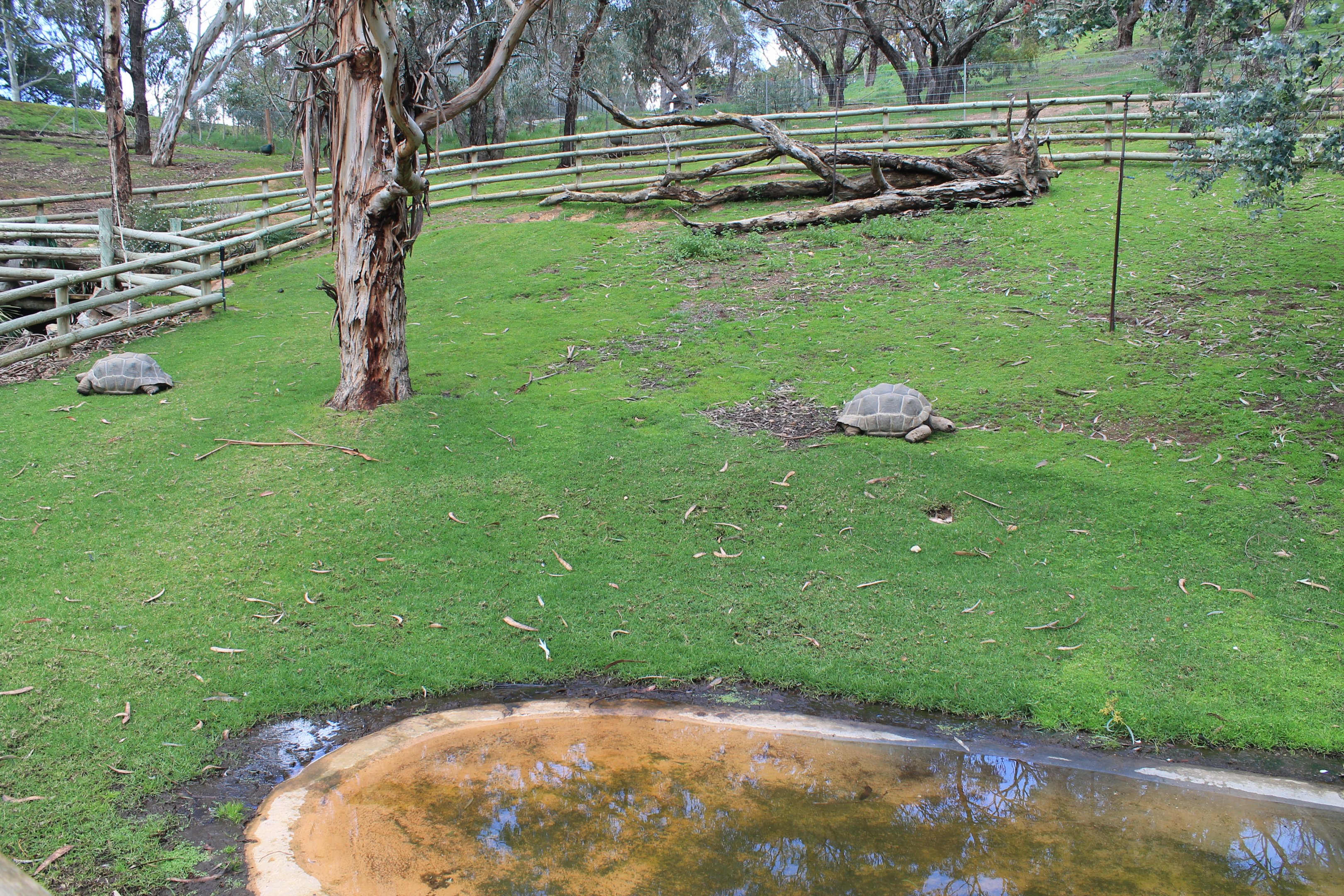 Aldabra Giant Tortoises (Aldabrachelys gigantea)