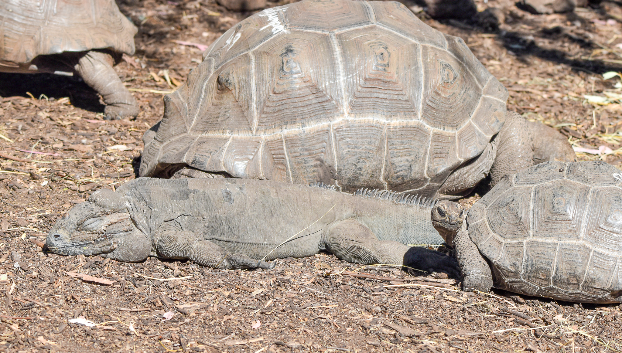 Aldabra Giant Tortoises and Rhinoceros Iguana