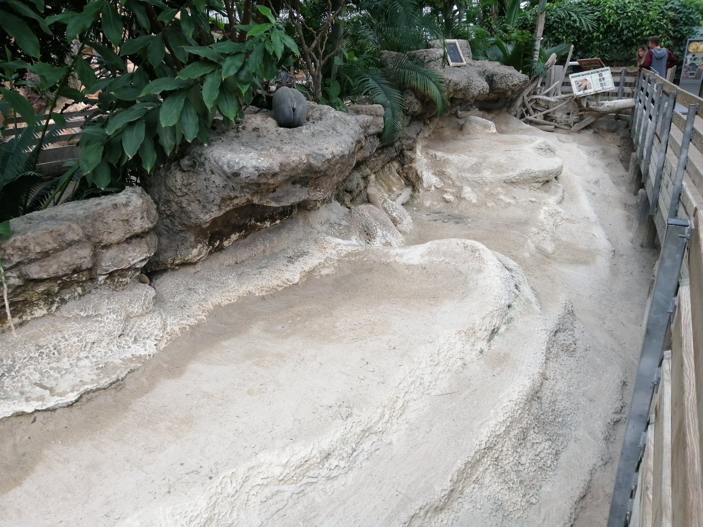 Aldabra Giant Tortoises exhibit