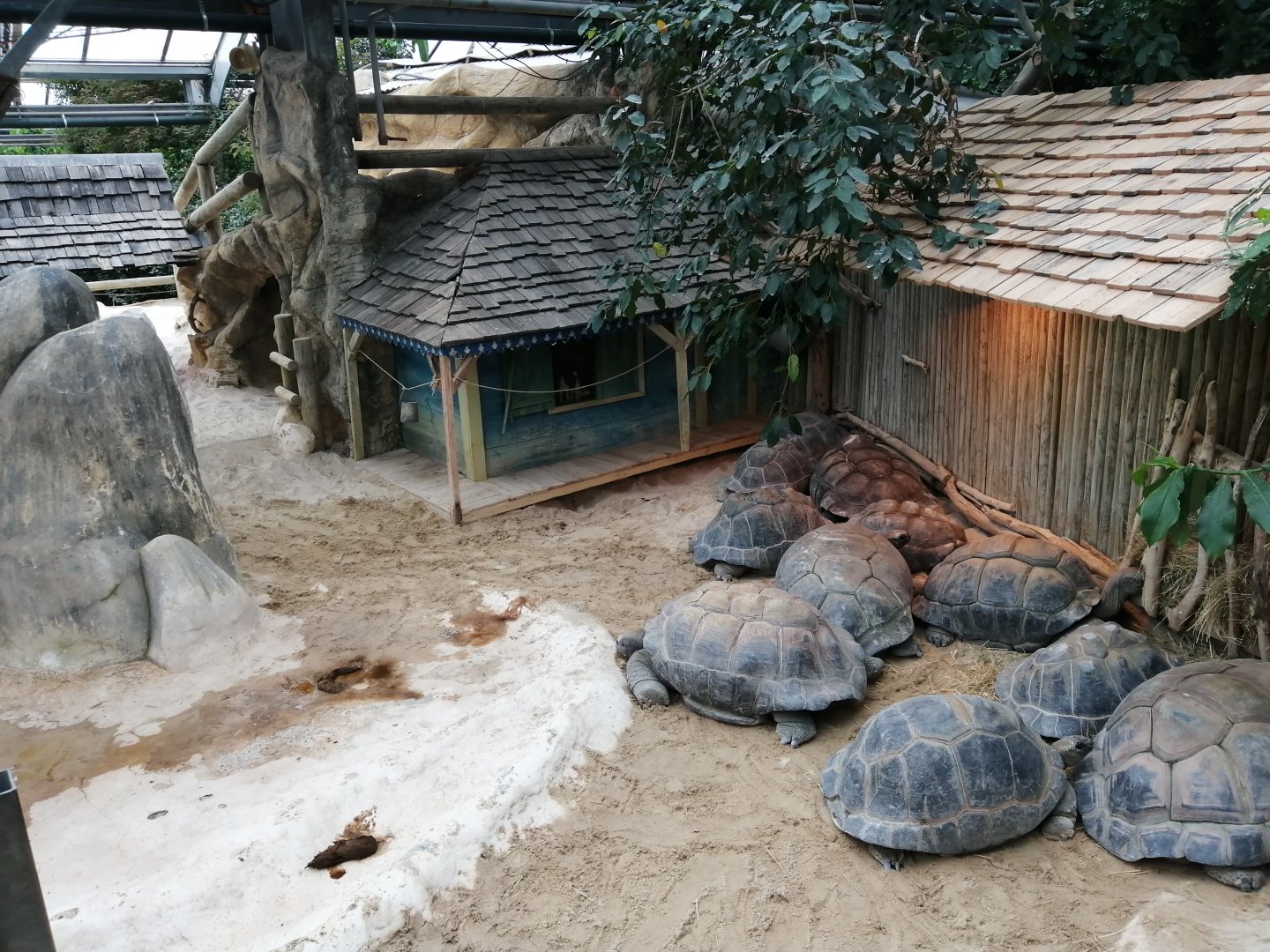 Aldabra Giant Tortoises exhibit