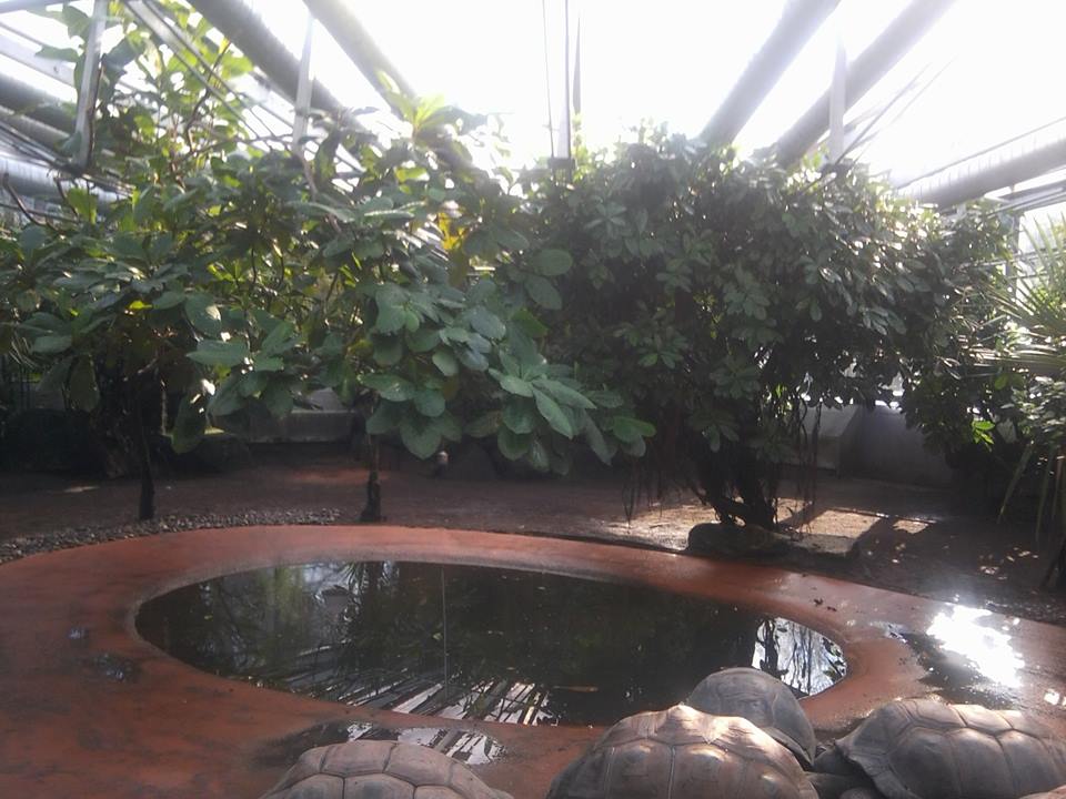 Aldabra giant tortoises - indoor