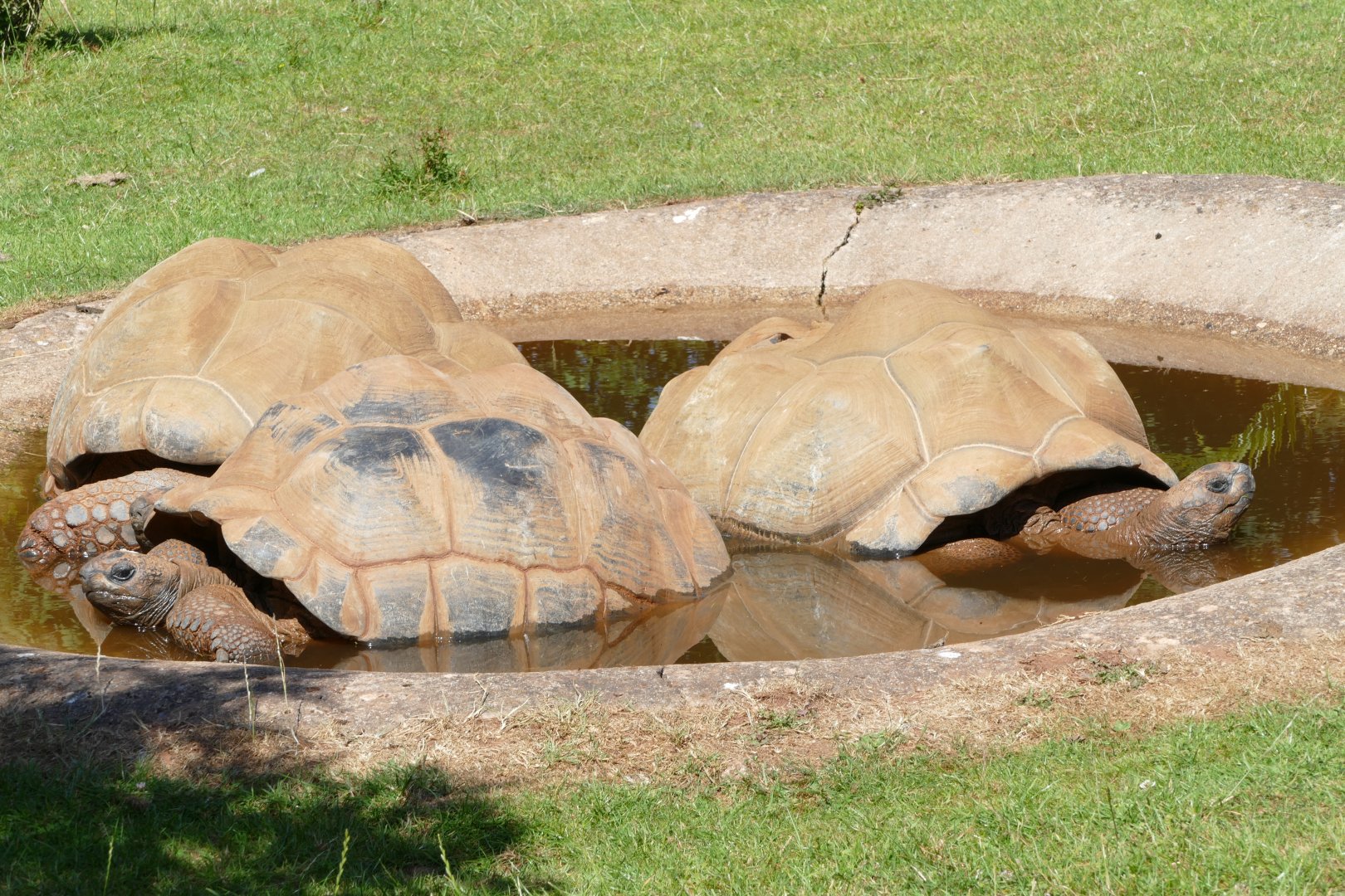 Aldabra giant tortoises, June 2018