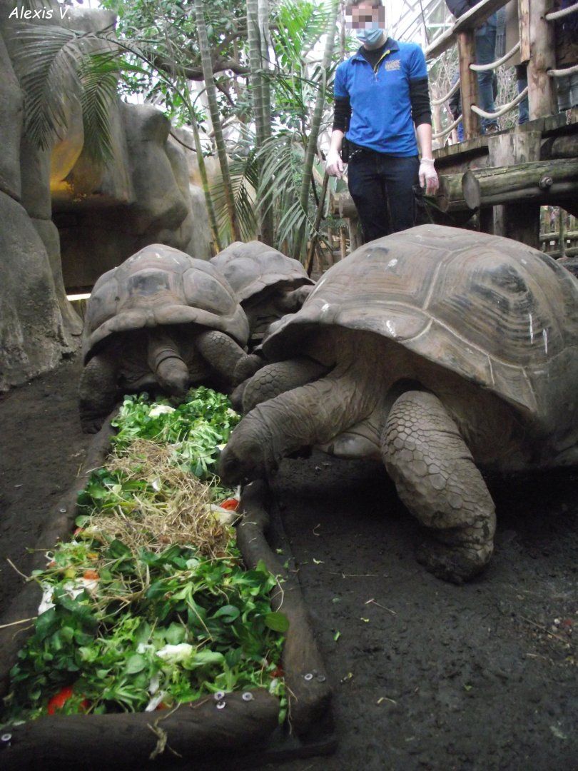 Aldabra Giant Tortoises - Zooparc de Beauval - 01/2022