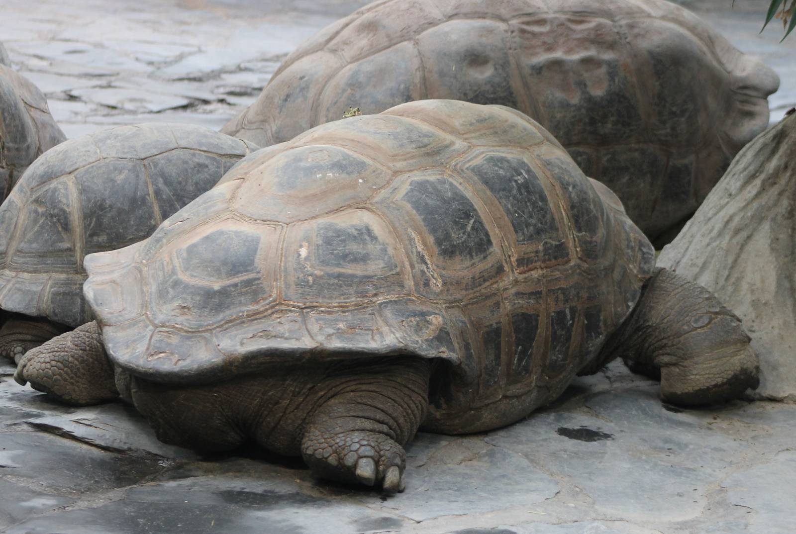 Aldabra giant tortoises