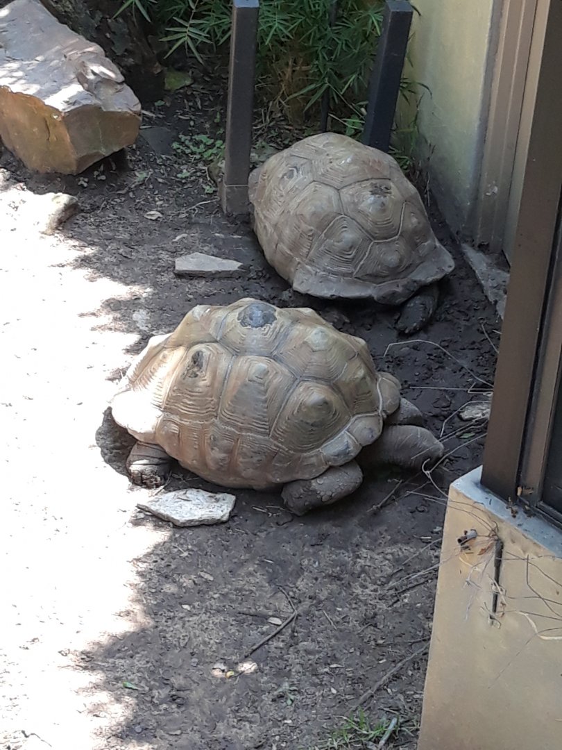Aldabra giant tortoises