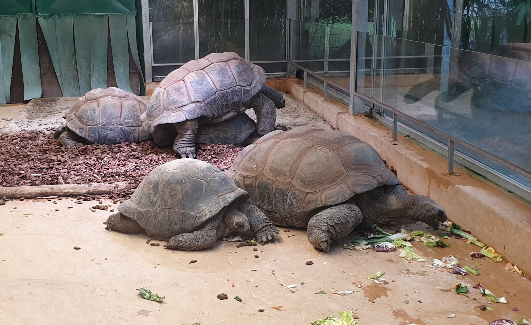Aldabra giant tortoises