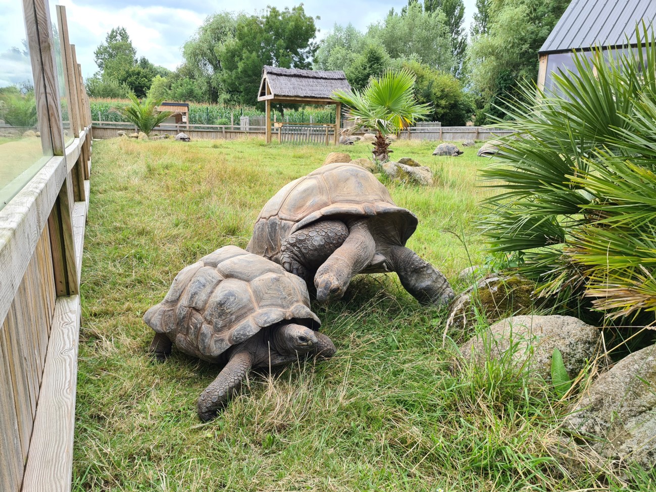 Aldabra giant tortoises