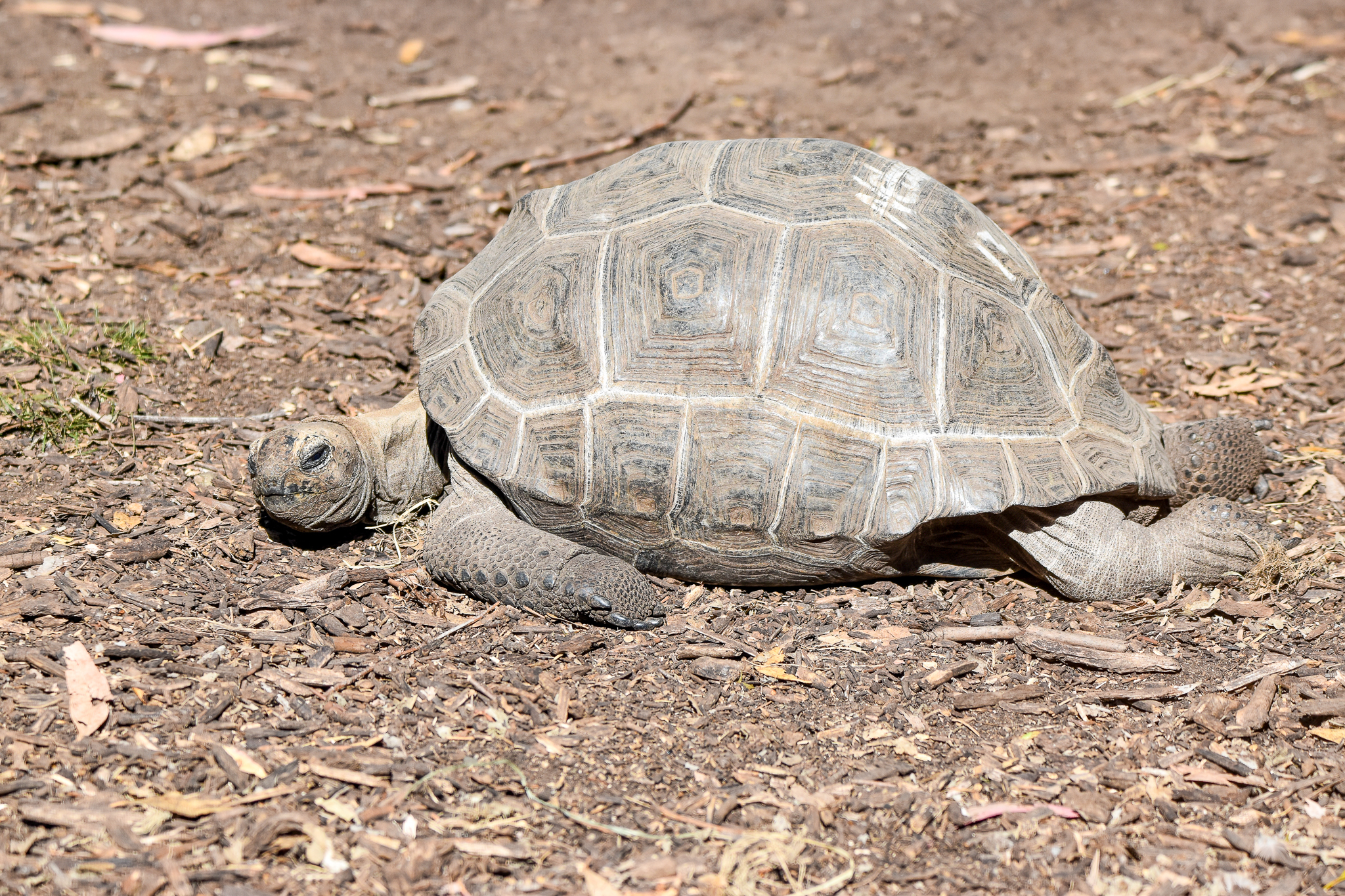 Aldabra Giant Tortoises