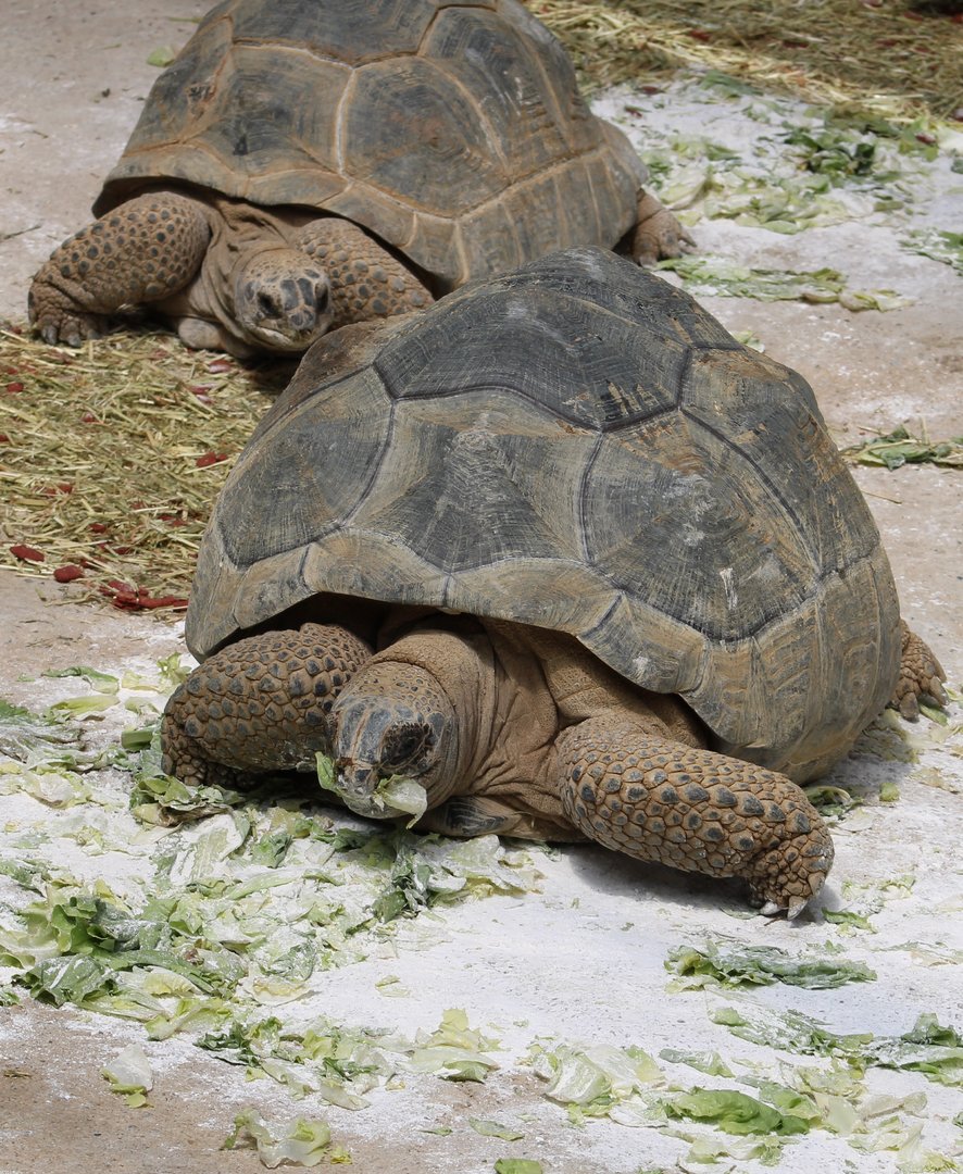 Aldabra giant tortoises