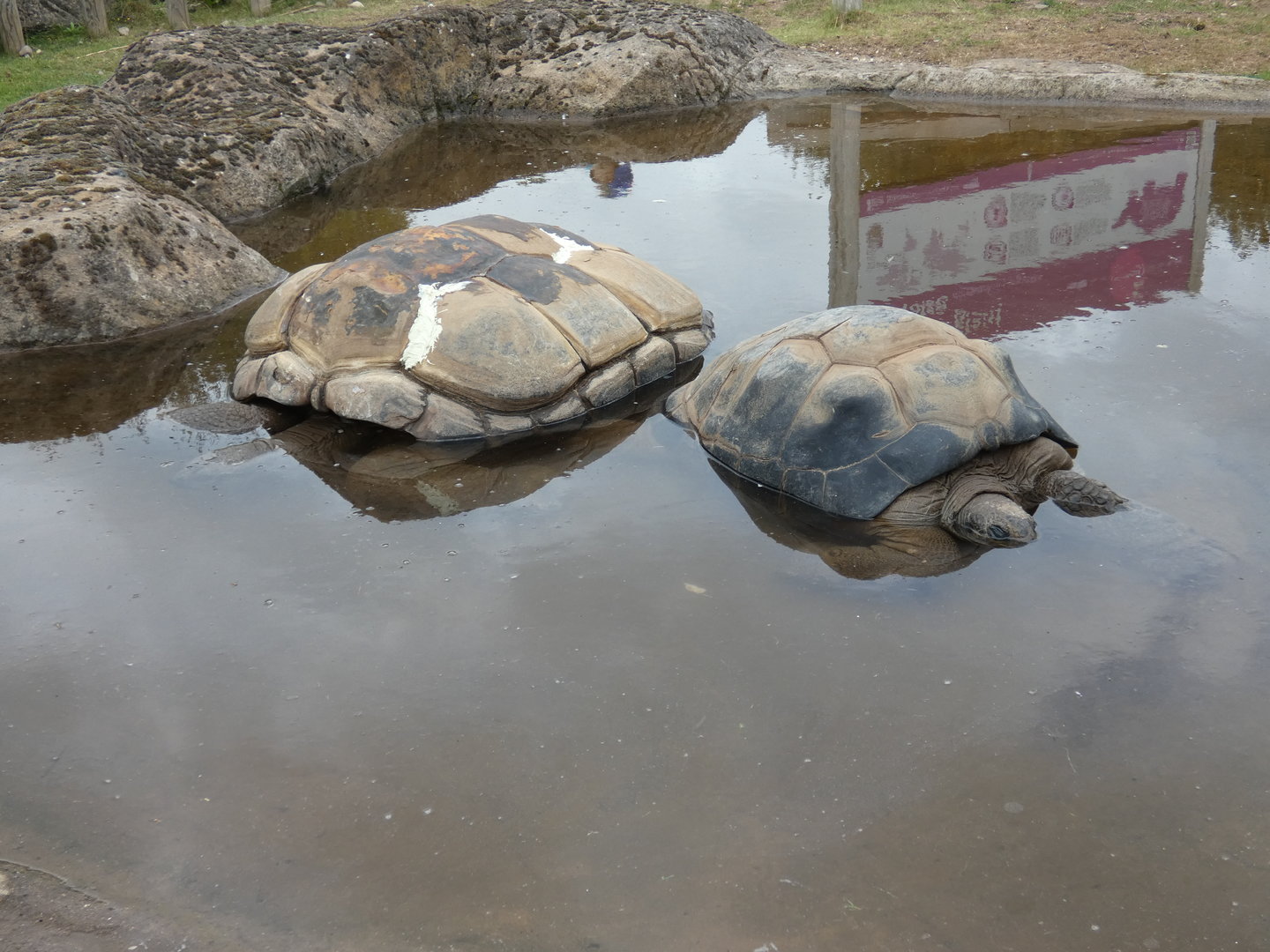 Aldabra giant tortoises