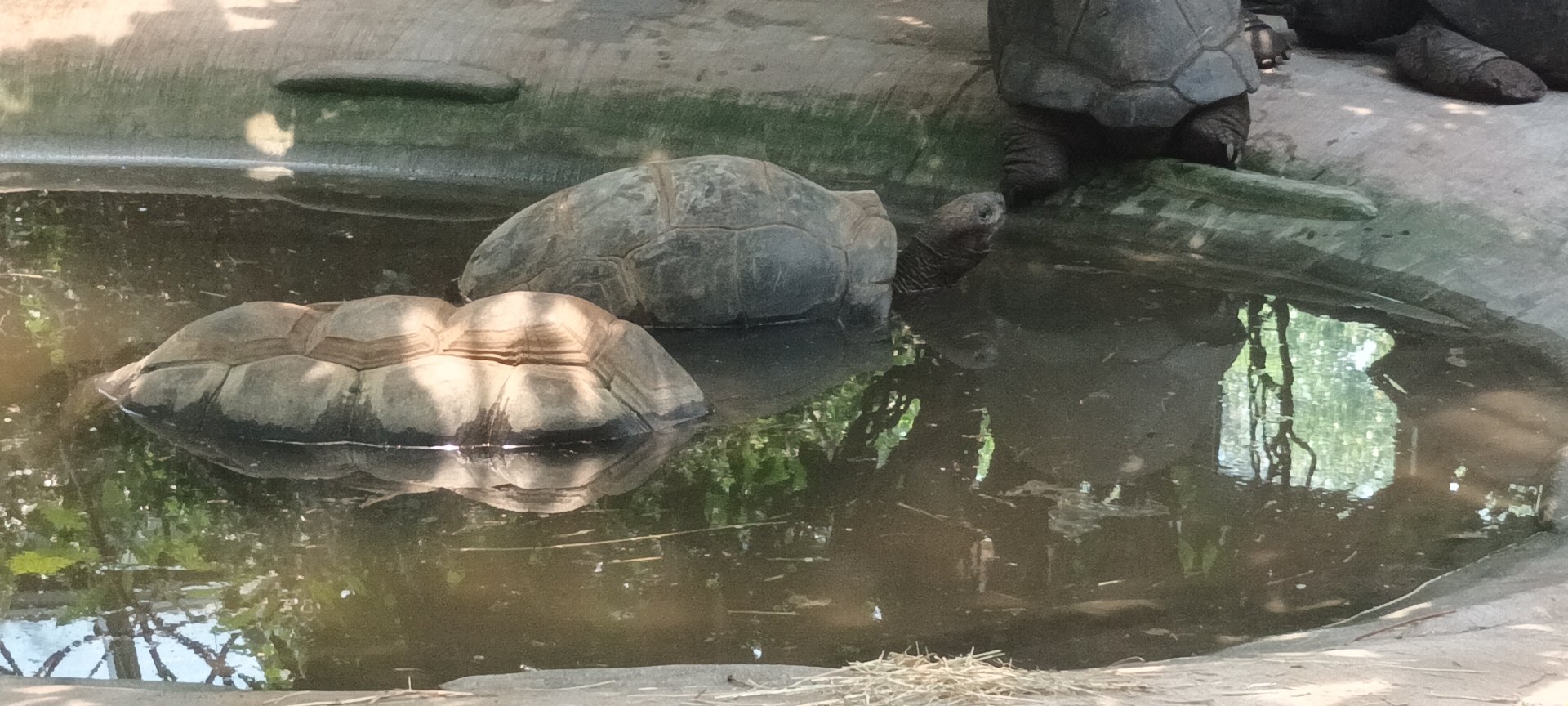 Aldabra giant Tortoises