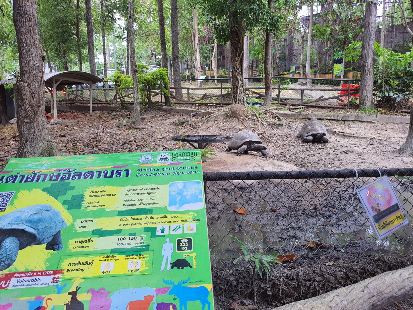 Aldabra Giant Tortoises
