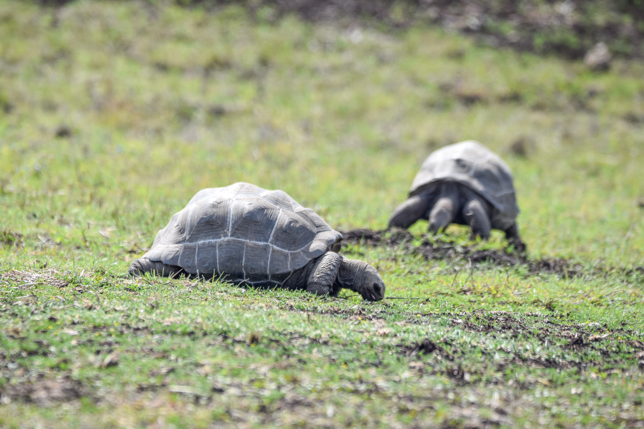 Aldabra Giant Tortoises