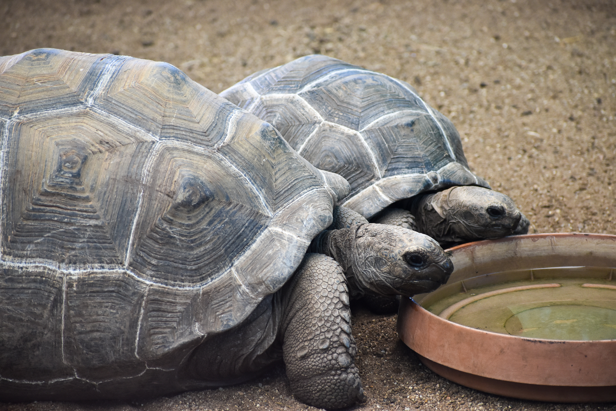 Aldabra Giant Tortoises