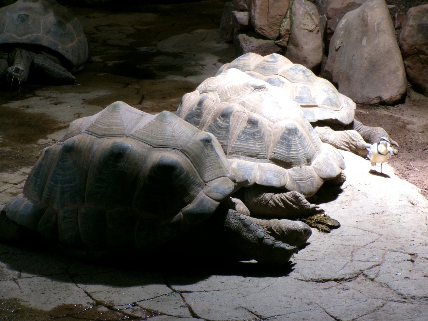 Aldabra giant tortoises