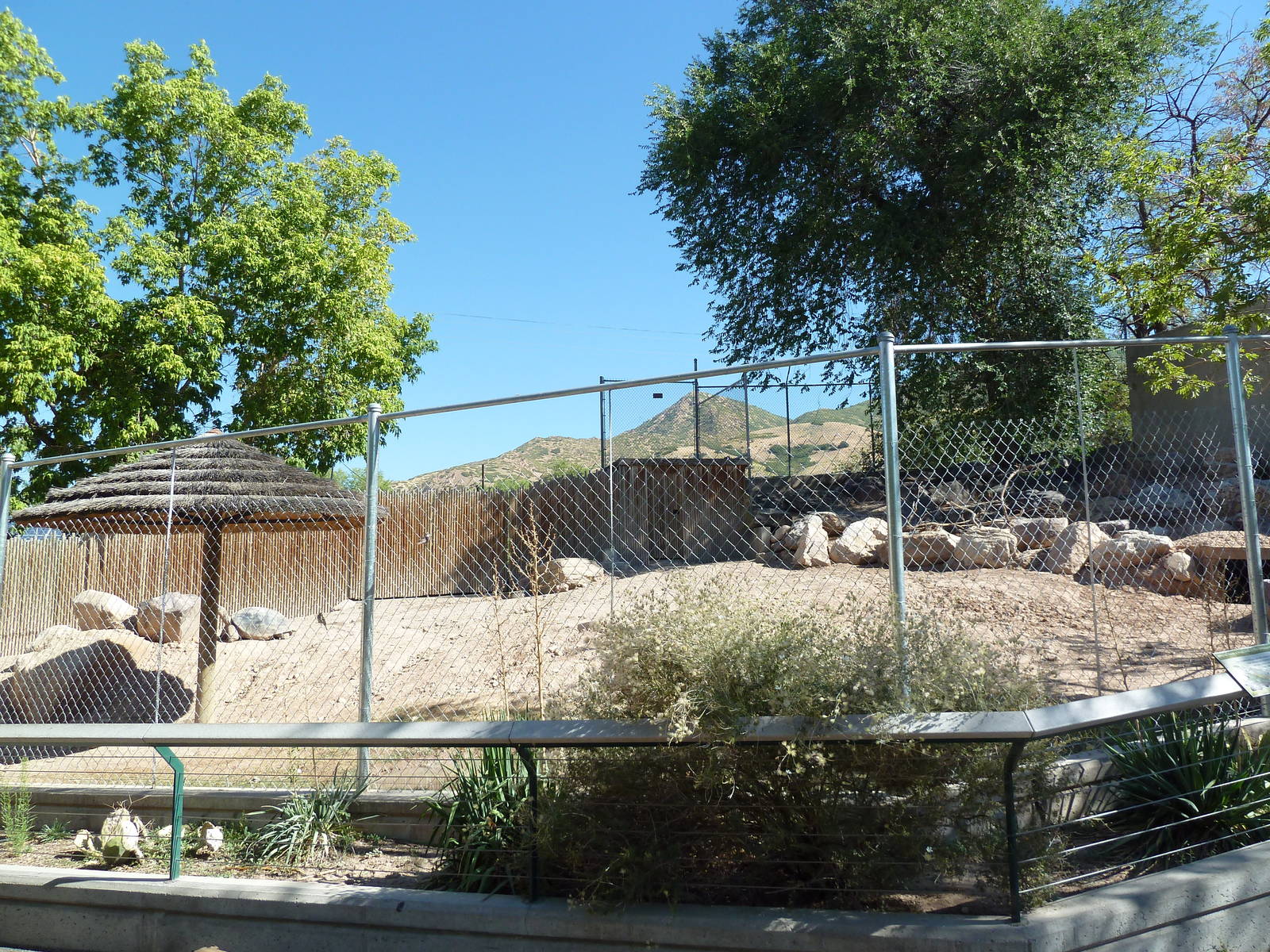 Aldabra + Leopard Tortoise Exhibit