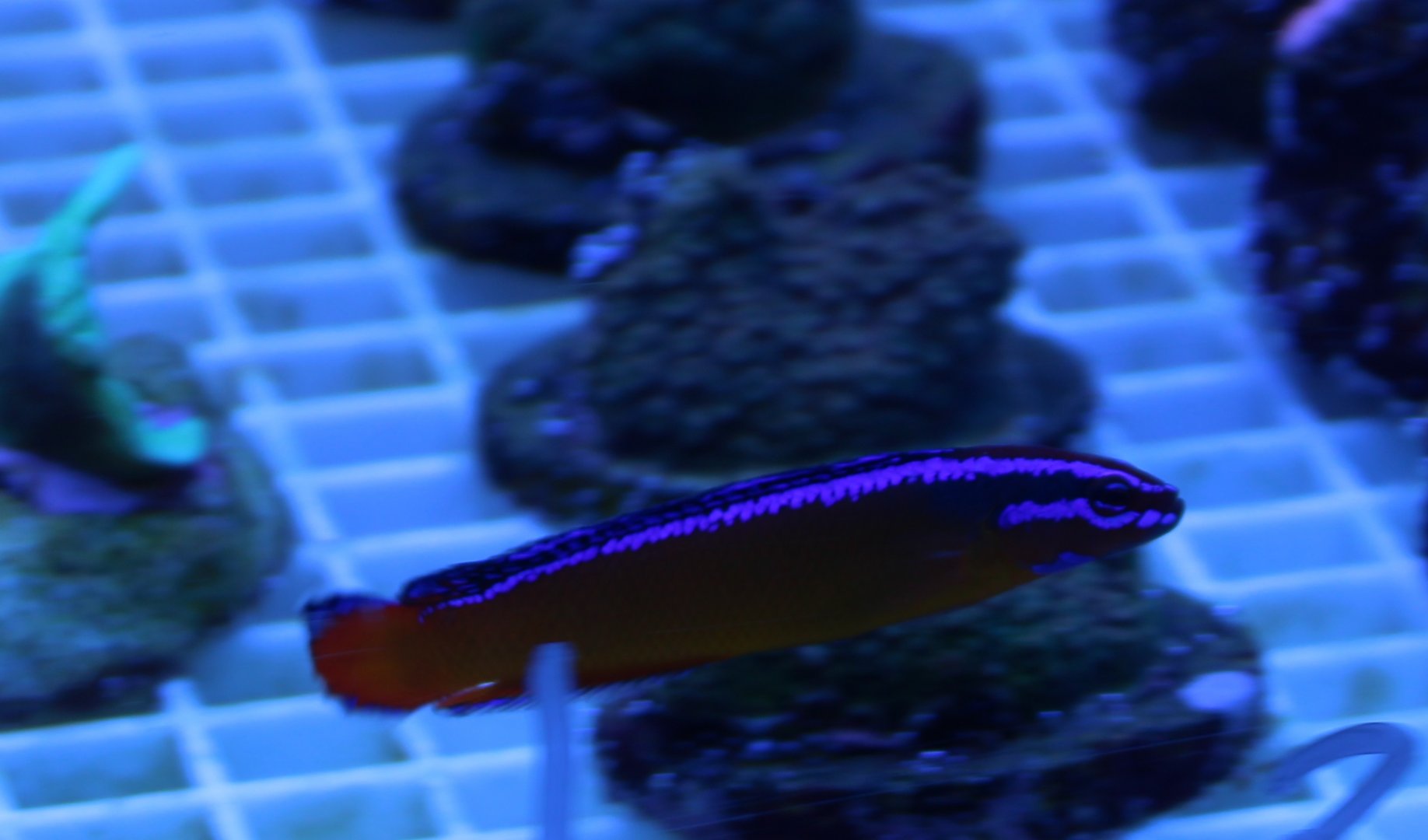 Aldabra or Orange dottyback - Pseudochromis aldabrensis