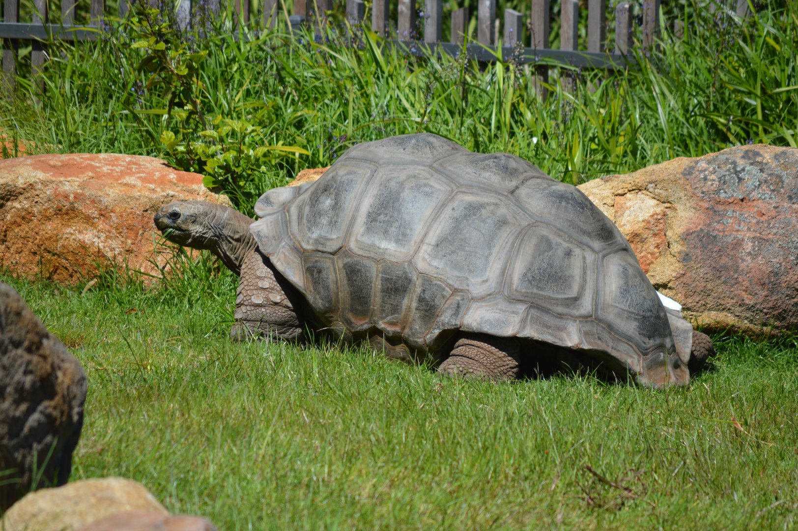 Aldabra Tortoise, 2023
