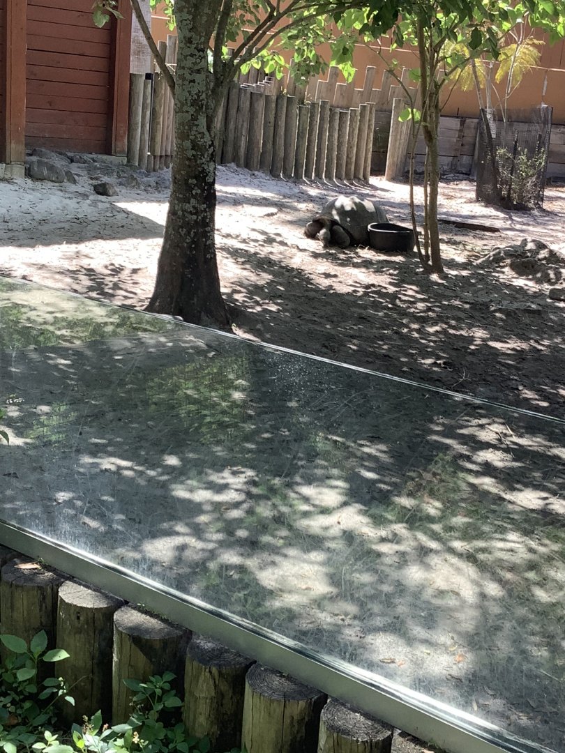 Aldabra Tortoise 3/20/24