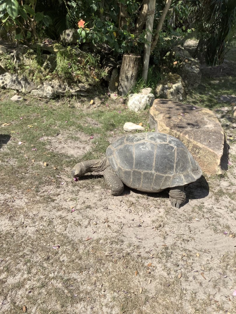 Aldabra Tortoise 3/21/24