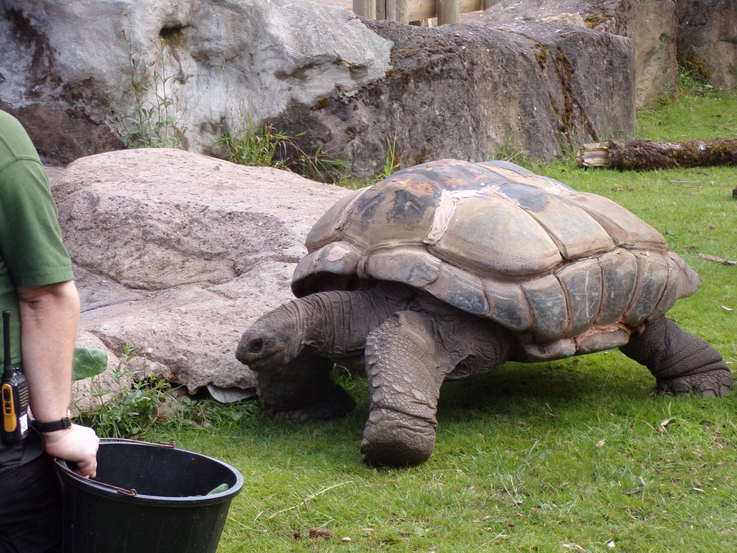 Aldabra tortoise  7.7.24