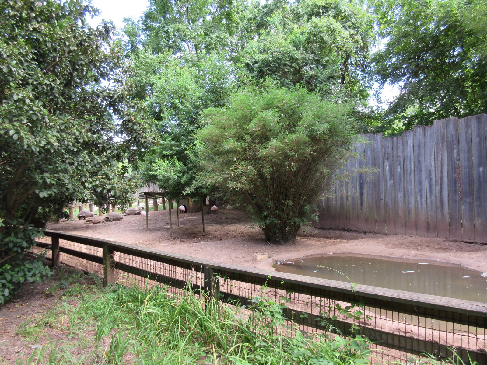 Aldabra Tortoise/African Spurred Tortoise/Greater Flamingo Exhibit