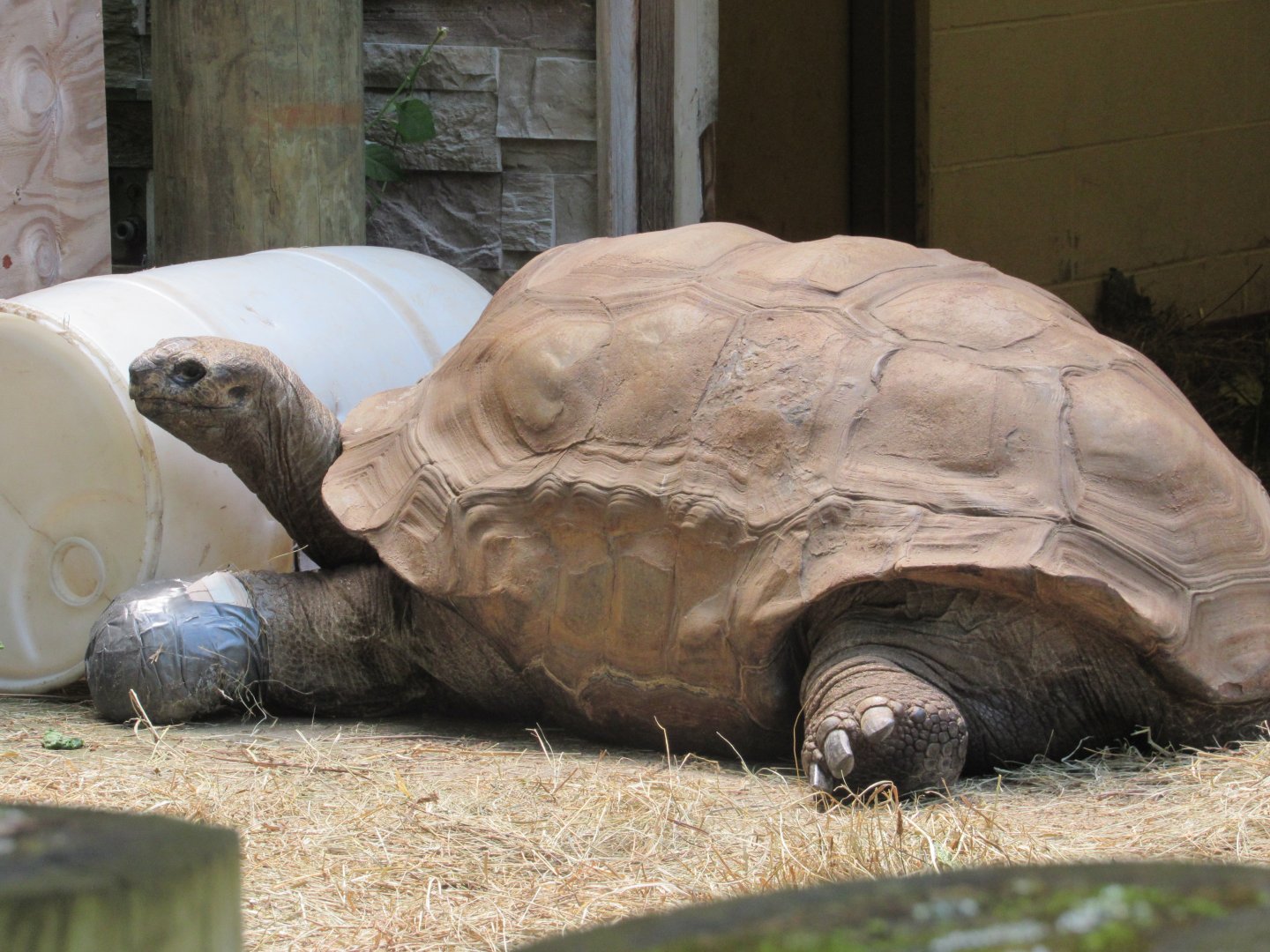 Aldabra Tortoise Al