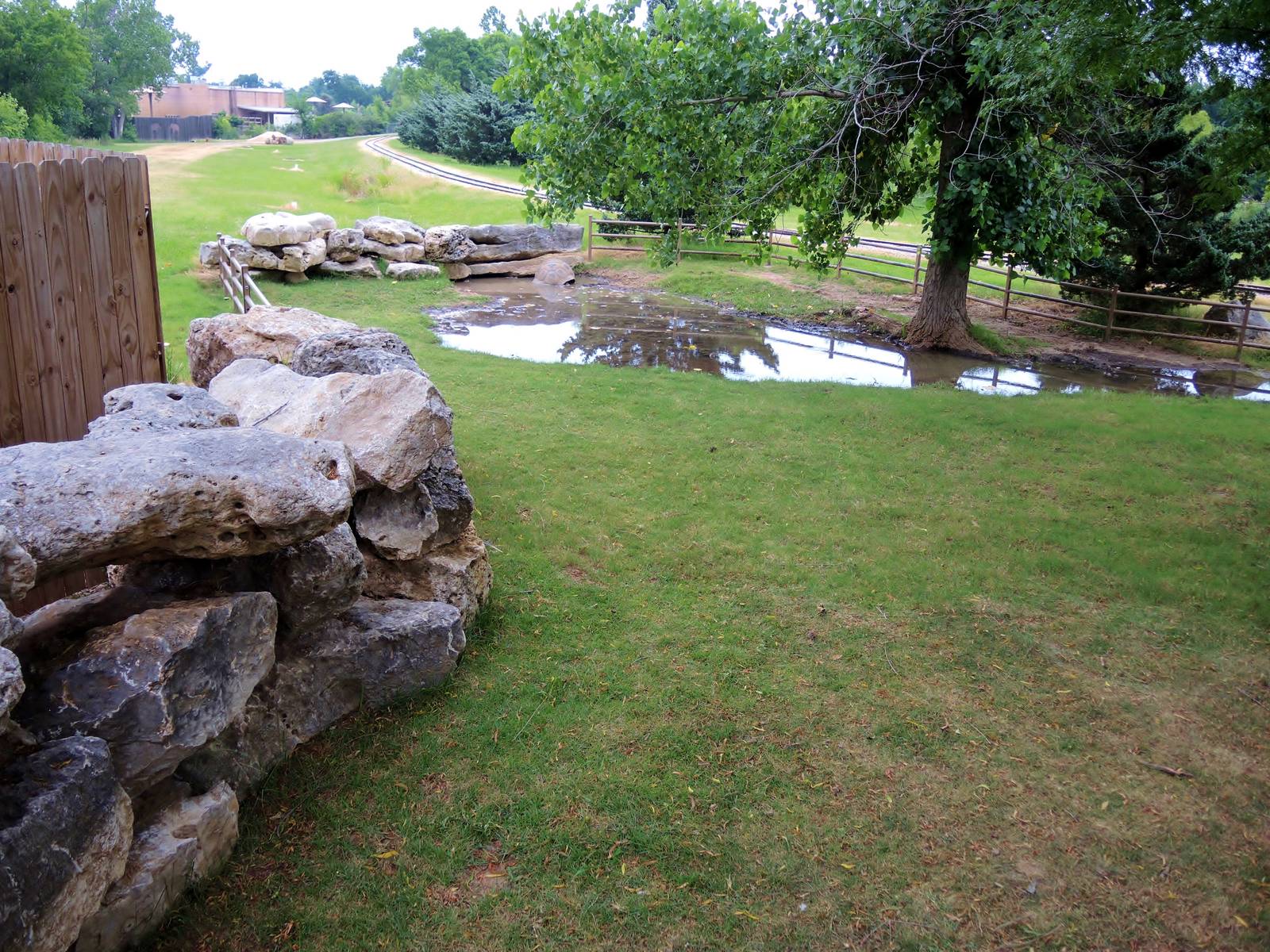 Aldabra Tortoise (Aldabrachelys gigantea) Exhibit
