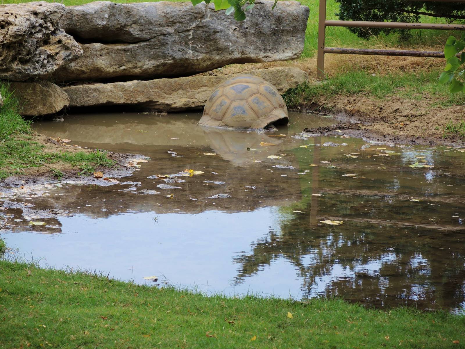 Aldabra Tortoise (Aldabrachelys gigantea) Exhibit