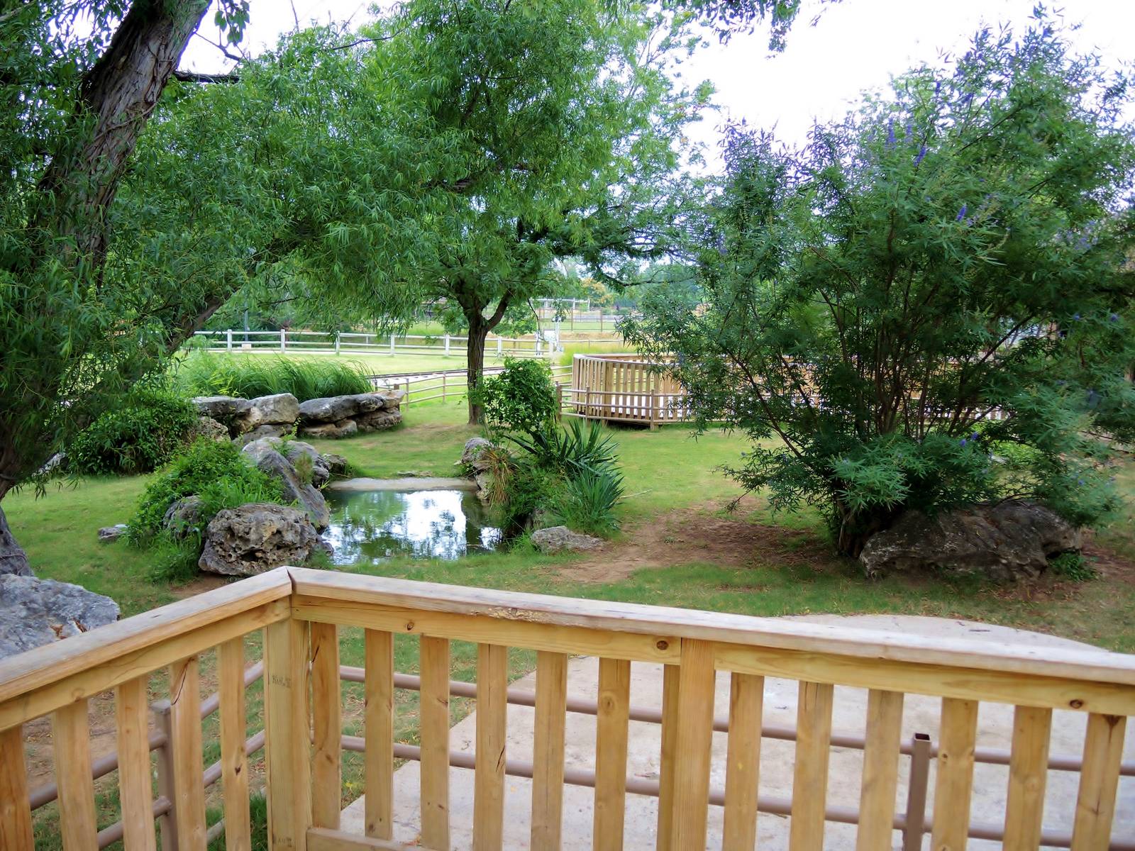 Aldabra Tortoise (Aldabrachelys gigantea) Exhibit