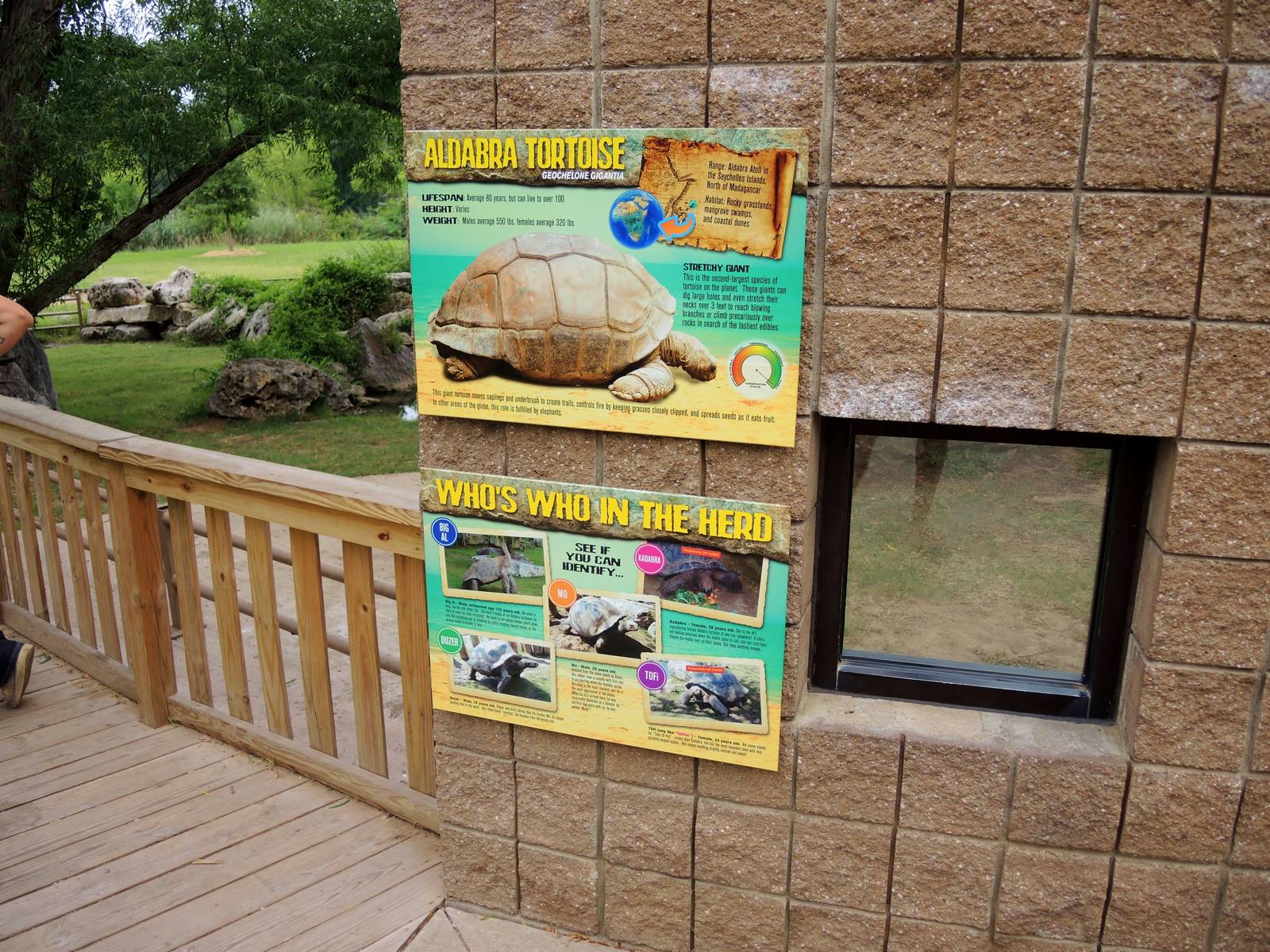 Aldabra Tortoise (Aldabrachelys gigantea) Exhibit