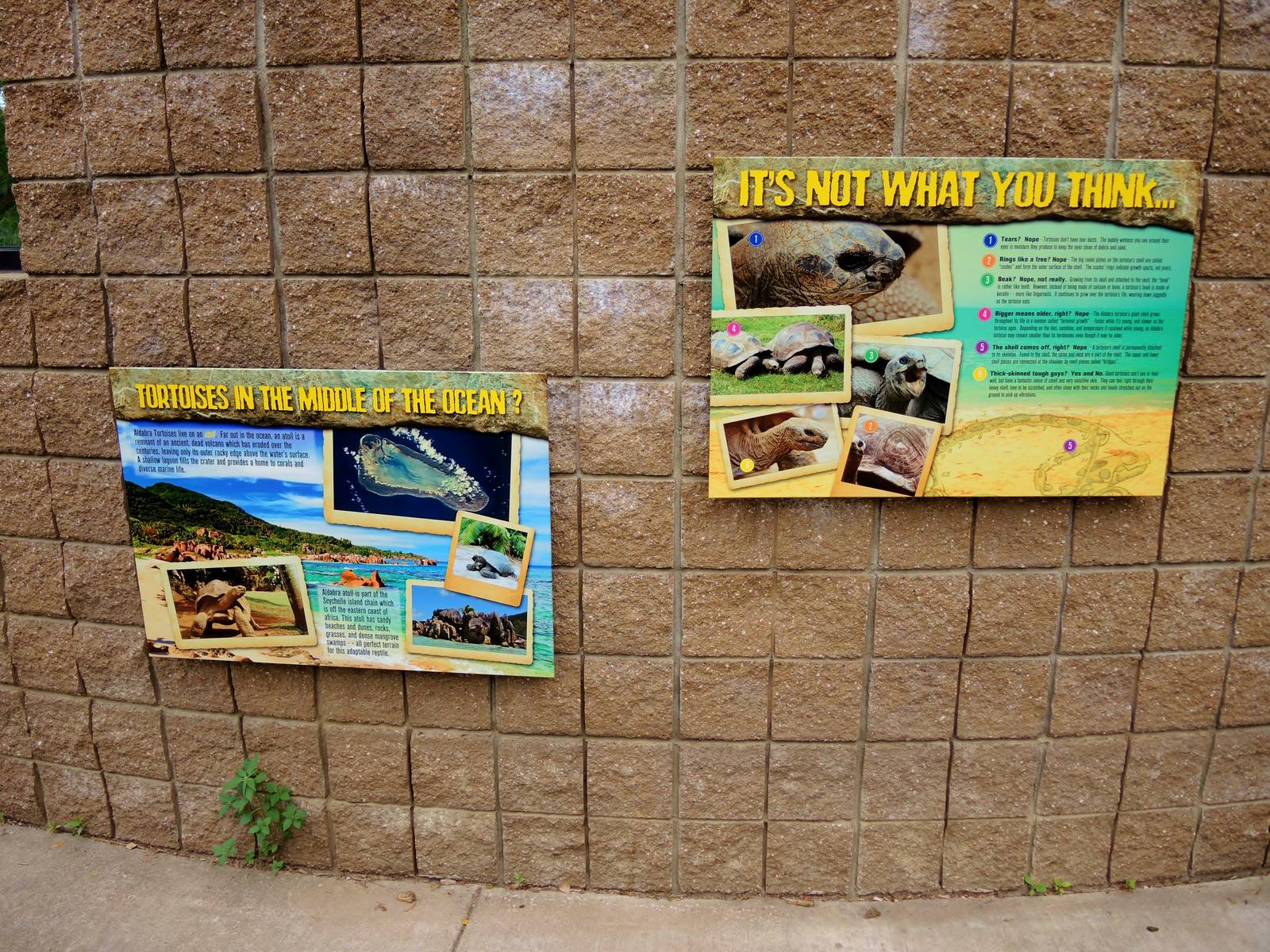 Aldabra Tortoise (Aldabrachelys gigantea) Exhibit