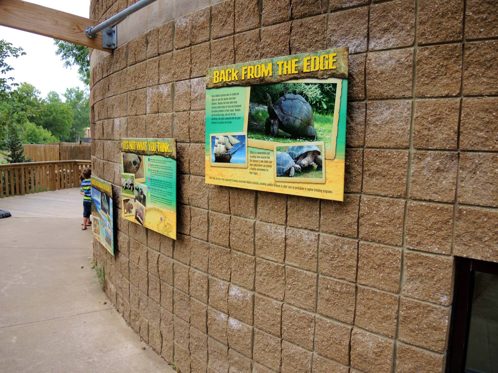 Aldabra Tortoise (Aldabrachelys gigantea) Exhibit