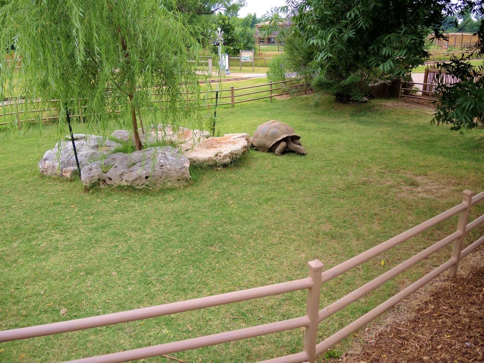 Aldabra Tortoise (Aldabrachelys gigantea) Exhibit