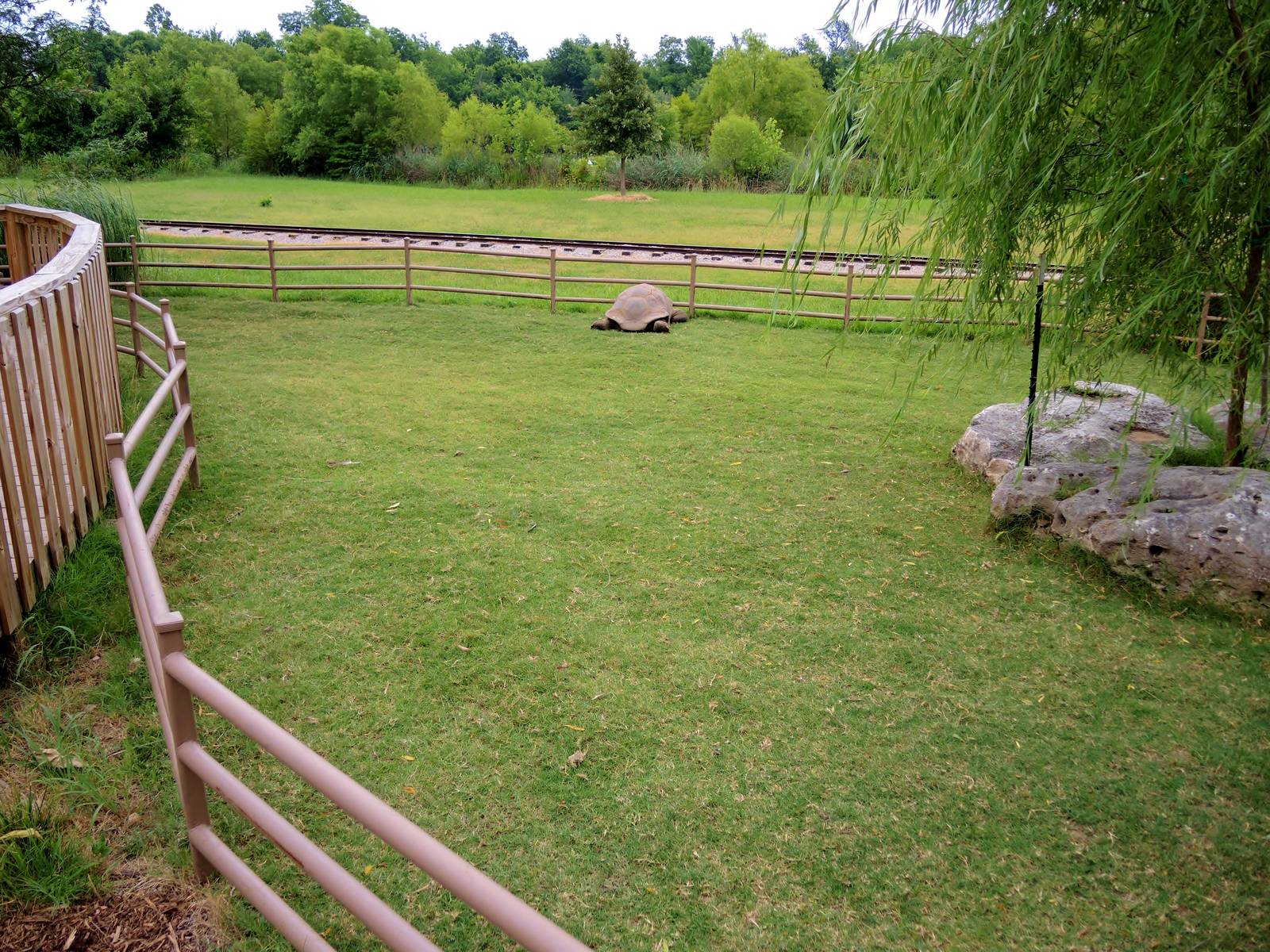 Aldabra Tortoise (Aldabrachelys gigantea) Exhibit