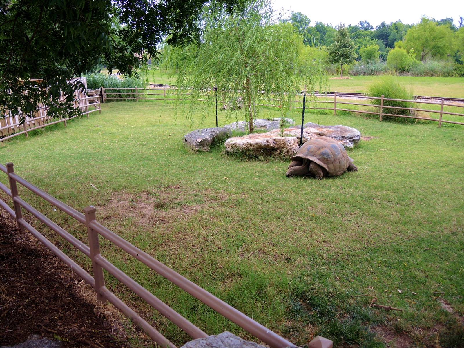 Aldabra Tortoise (Aldabrachelys gigantea) Exhibit