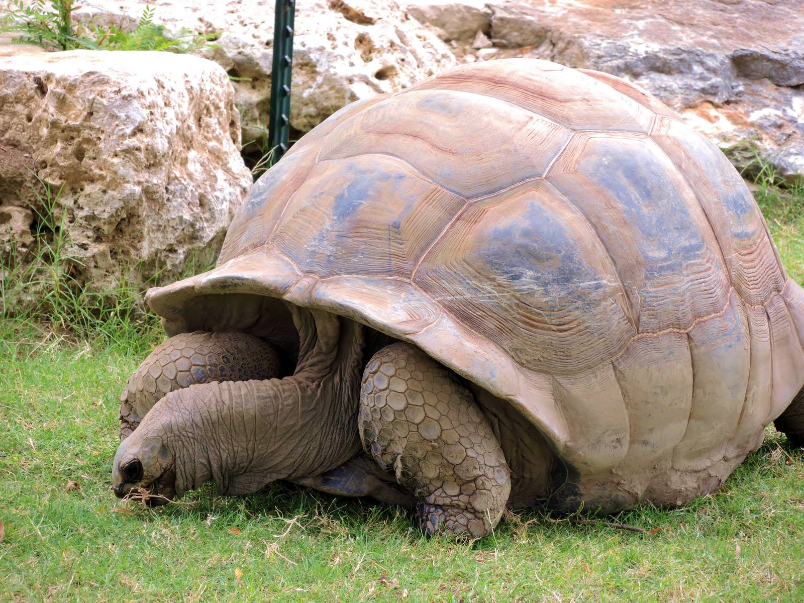 Aldabra Tortoise (Aldabrachelys gigantea) Exhibit