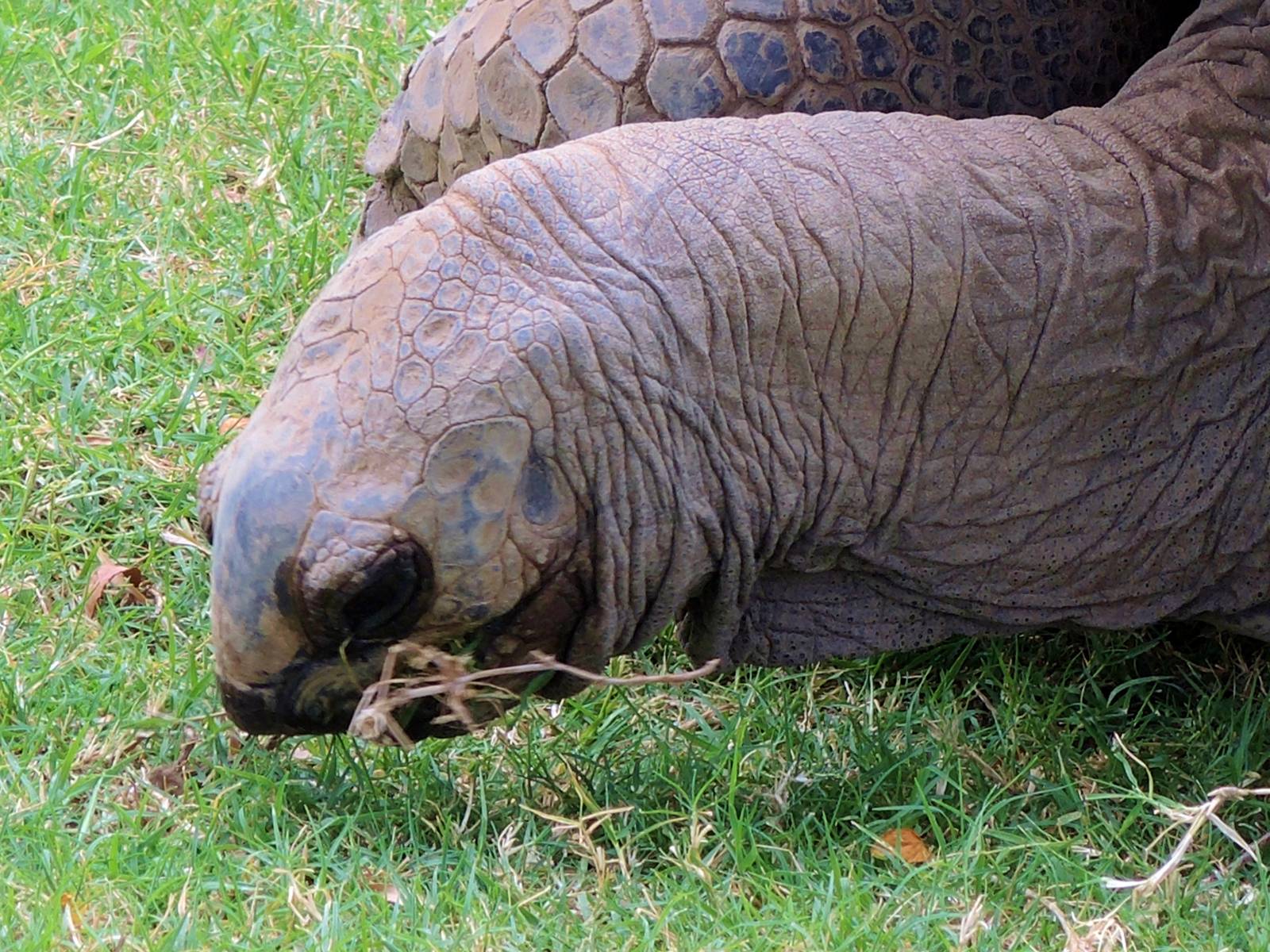 Aldabra Tortoise (Aldabrachelys gigantea) Exhibit