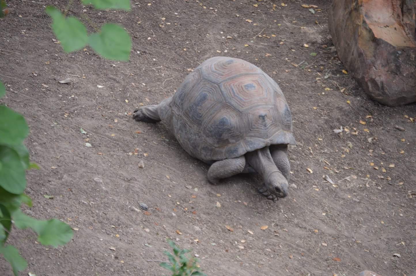 Aldabra Tortoise(Aldabrachelys gigantea)
